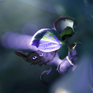 Telegram profile photo for Вселенная цвета Лаванды ✿