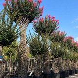 Telegram profile photo for Растения Оптом Plants-Torg
