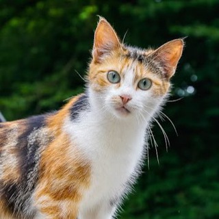 Telegram profile photo for Калининград и Ко