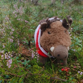 Telegram profile photo for Дочь ворона и вепря