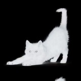 Telegram profile photo for 1nff. » MLN