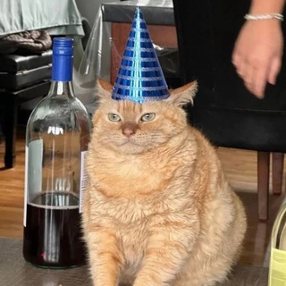 Telegram profile photo for А покажи своего кота!!!
