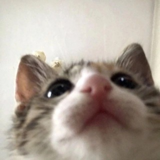Telegram profile photo for Котики для настроения