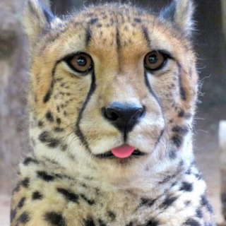 Telegram profile photo for Tailen's Meme Bazaar