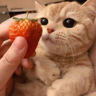 Telegram profile photo for لـ ملصقات - ستيكرات