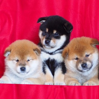 Telegram profile photo for Питомник сиба ТАДАИМА/ щенки сиба