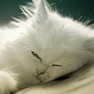 Telegram profile photo for Котей читает ваху