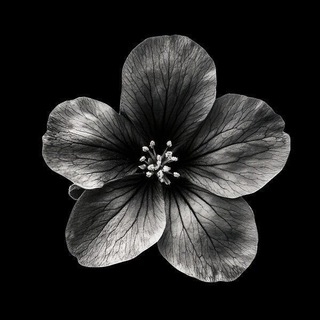 Telegram profile photo for BLACK SAKURA