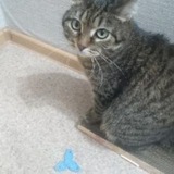 Telegram profile photo for буллим семью