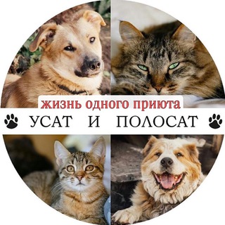 Telegram profile photo for Усатая жизнь