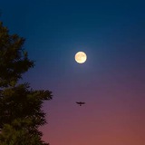 Telegram profile photo for Moonlight | Ads