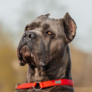 Telegram profile photo for Дрессировка собак Курган Офицерова