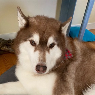 Telegram profile photo for It's a dog's life ✨🐶✨