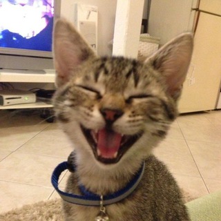 Telegram profile photo for СМЕШНЫЕ КОТЫ😺/ Видео с котами для поднятия настроения😸