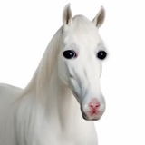 Telegram profile photo for kioshha1999XDD