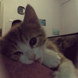 Telegram profile photo for ARSIP NAEYA