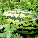 Telegram profile photo for Джонсон Кавунюк 🍉 | #УкрТґ