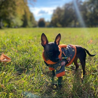 Telegram profile photo for 🐶ЛеОчІх🐾