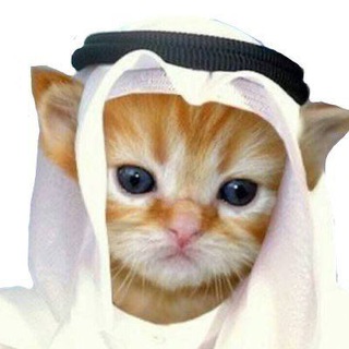Telegram profile photo for Habibi Cat Portal