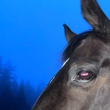 Telegram profile photo for говорит амок