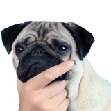 Telegram profile photo for Пёсьи Мысли