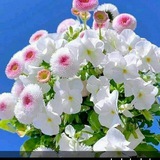 Telegram profile photo for ماده اللغه العربيه (للصف الثالث)