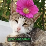 Telegram profile photo for کتی گربەی مهربون و بچەهاش😍❤🐱