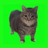 Telegram profile photo for Сделал дело - смотри мемы