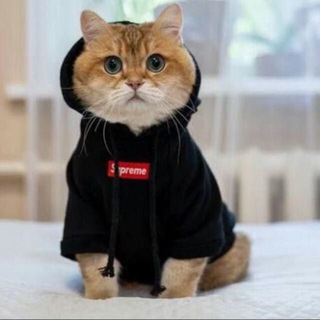 Telegram profile photo for достаточно неплохой канал