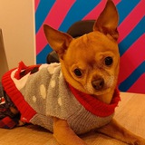 Telegram profile photo for Мэр Собанин. ПВЗ глазами чихуахуа Тоши