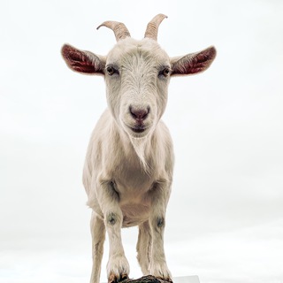 Telegram profile photo for We Stare at Goats + Trees
