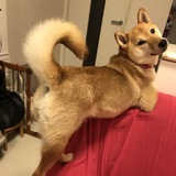 Telegram profile photo for Japanese A-dog Video - $JAV | Portal