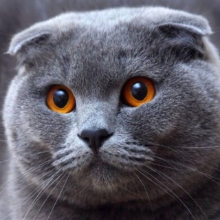 Telegram profile photo for 4xtantly