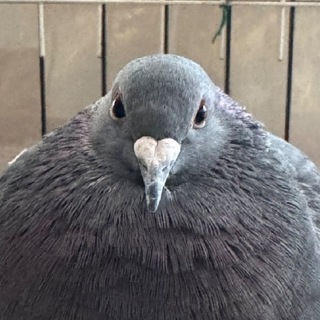 Telegram profile photo for raphlender.