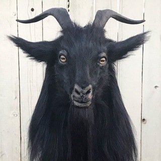 Telegram profile photo for chapski $hop
