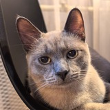 Telegram profile photo for Маюша на связи
