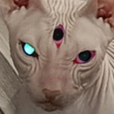 Telegram profile photo for His name is Луфи