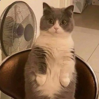 Telegram profile photo for رياكشنات🤎🇮🇶