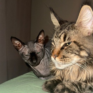 Telegram profile photo for Питерские коты Борис и Аркадий. Достопримечательности Санкт- Петербурга.