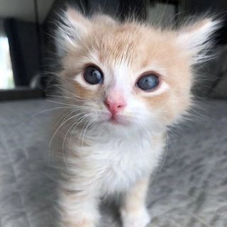 Telegram profile photo for милые котики ^-^ коты