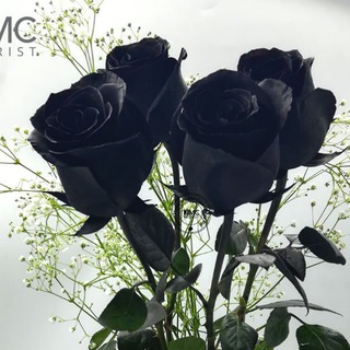 Telegram profile photo for កុលាបខ្មៅ🌹