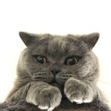 Telegram profile photo for -КотаЖизнь