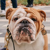 Telegram profile photo for Собачки Скандинавии