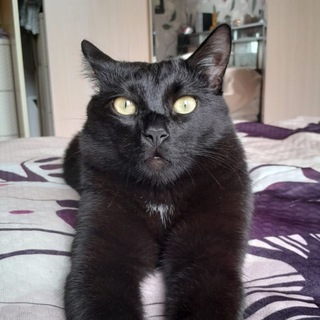 Telegram profile photo for Сажик🖤🐈⬛