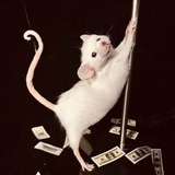 Telegram profile photo for Сясьный щитпост