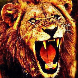 Telegram profile photo for SURJEET PANDEY (satta king)
