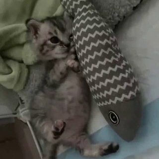 Telegram profile photo for 🐱\-Домик котов-/🐱