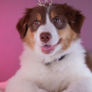 Telegram profile photo for Зоосалон «Фаворит Императрицы» 👑