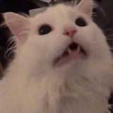 Telegram profile photo for ✨Совушка и СДВГ