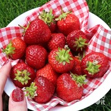 Telegram profile photo for Прайс пиар чатов 🍓